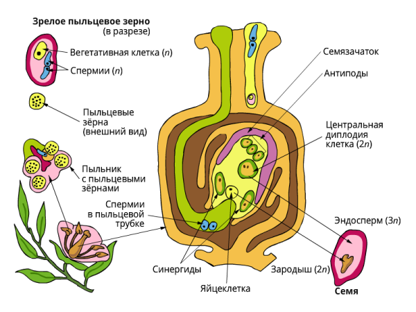 Двойное оплодотворение у цветковых растений схема