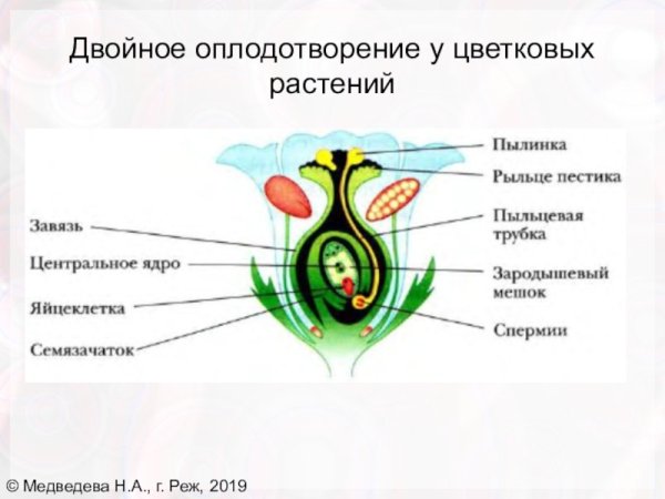 Рис.95 оплодотворение цветкового растения
