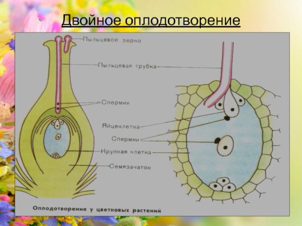 Схема двойного оплодотворения у растений