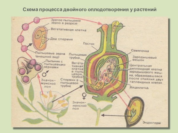 Схема двойного оплодотворения у покрытосеменных растений схема