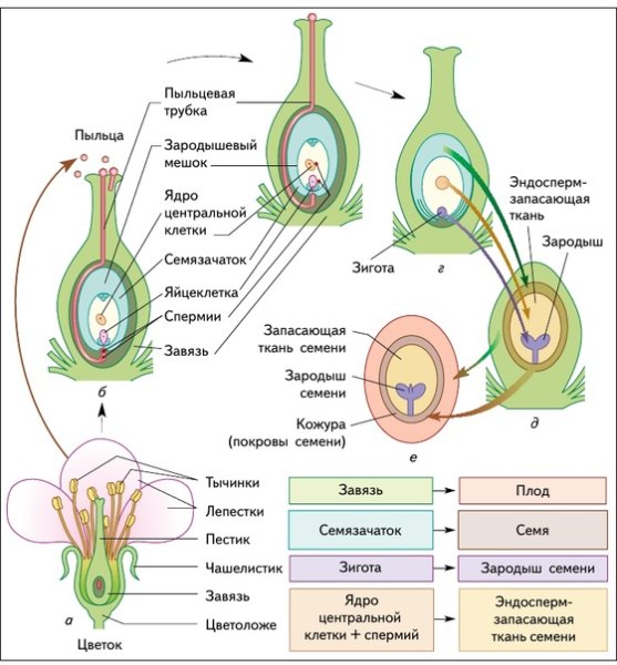 Цикл развития покрытосеменных растений двойное оплодотворение