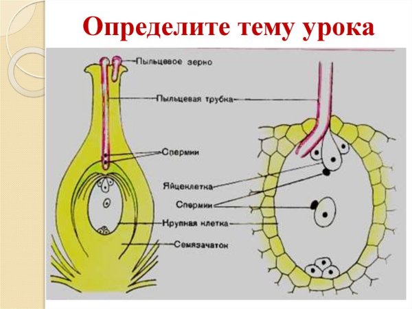 Двойное оплодотворение у цветковых схема