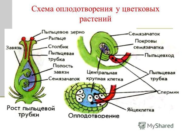 Двойное оплодотворение у цветковых растений схема 9 класс