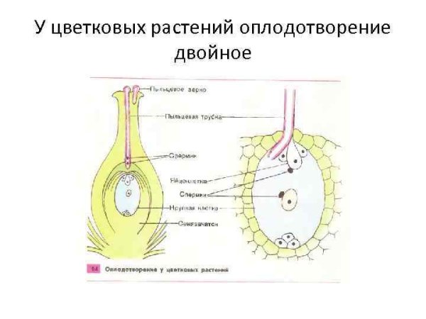 Процесс оплодотворения у цветковых растений рисунок