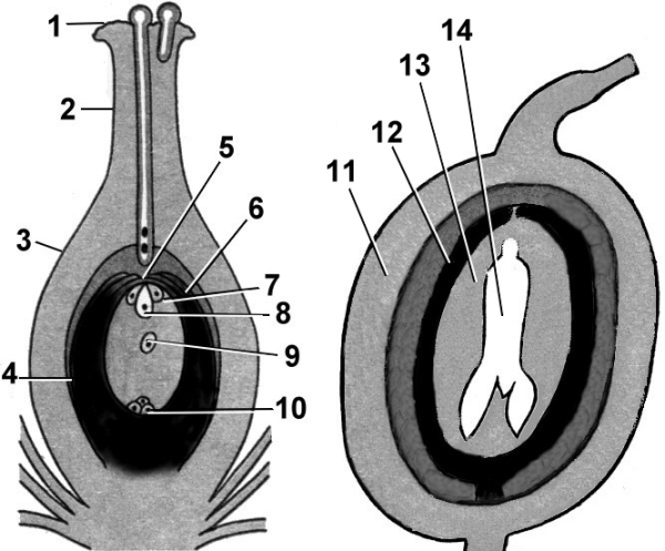 Двойное оплодотворение семяпочка