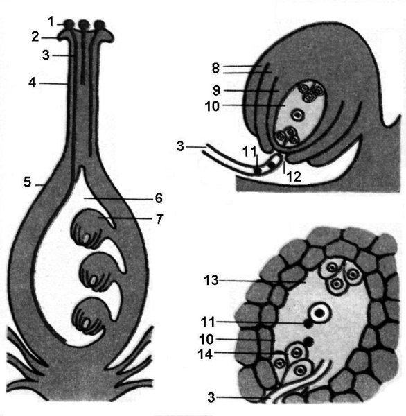 Схема оплодотворения у цветковых растений