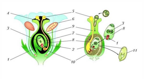 Двойное оплодотворение 6 класс биология