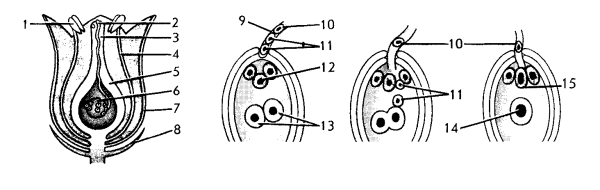 Двойное оплодотворение у цветковых растений схема
