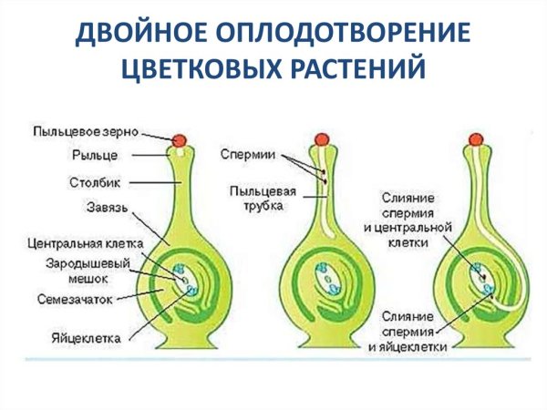 Схема оплодотворения у цветковых растений без подписей