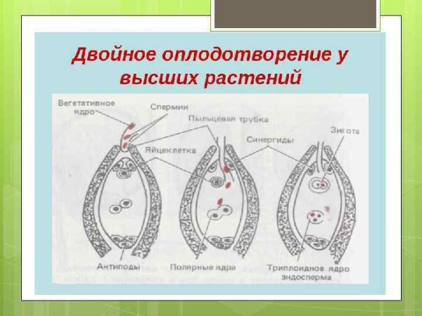 Рисунок двойного оплодотворения у цветковых растений
