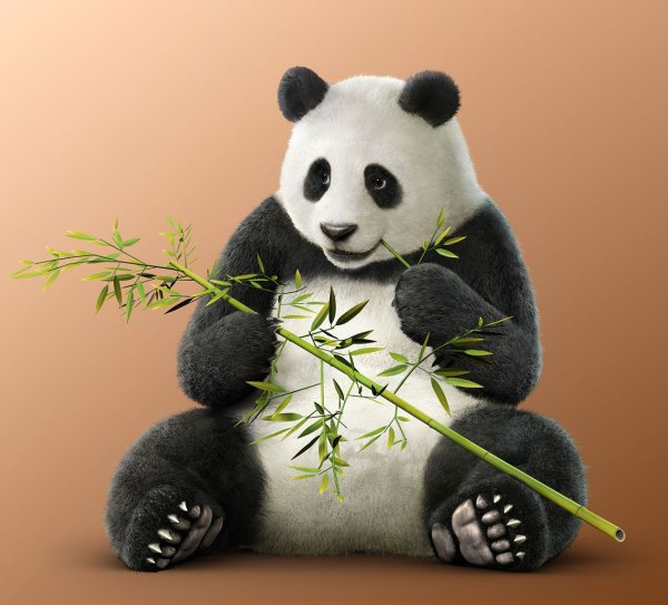 Панда сидит