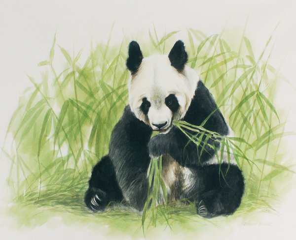 Панда и бамбук акварелью
