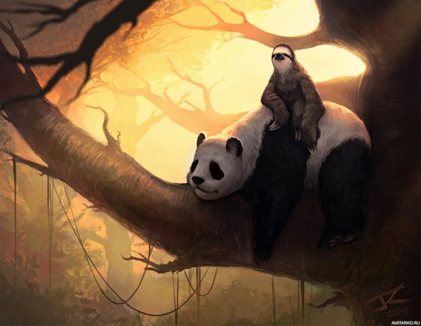 Панда и Ленивец