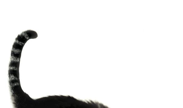 Кот с хвостом