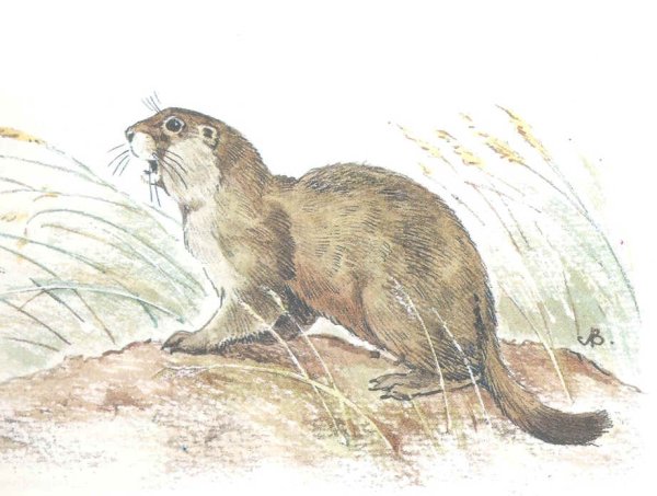 Степной сурок рисунок