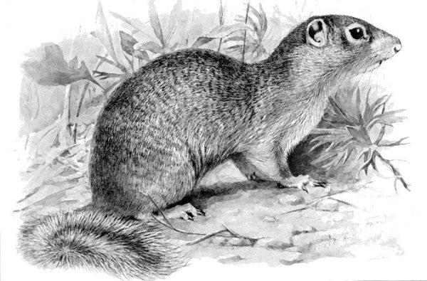 Крапчатый суслик черно белая