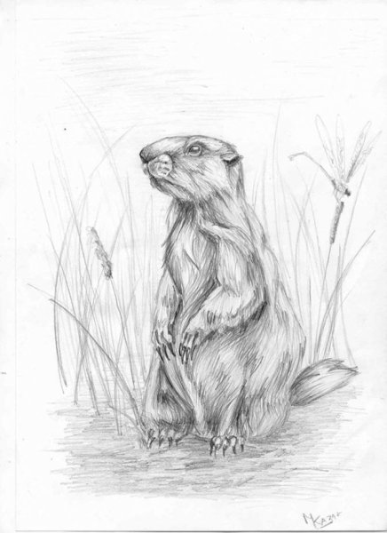 Сурок Байбак нарисовать