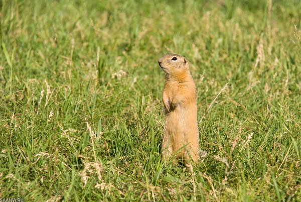 Алашанский суслик