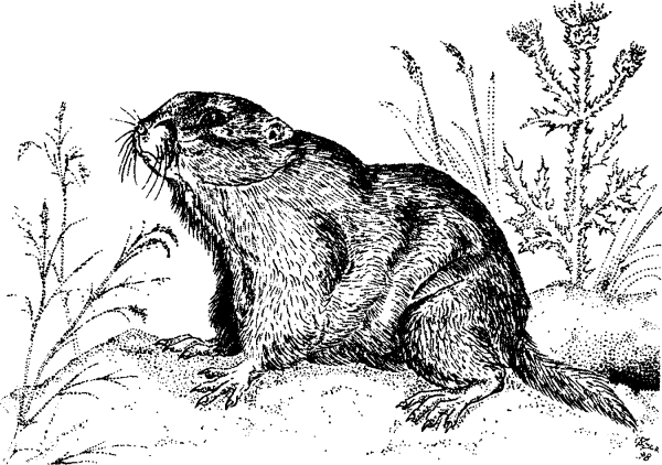 Сурок Байбак рисунок