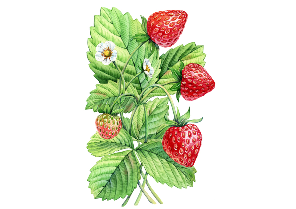 Земляника рисунок
