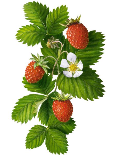 Ветка земляники