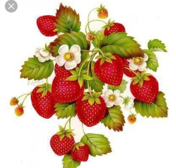 Земляника на прозрачном фоне