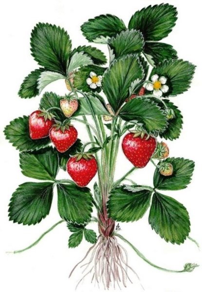 Fragaria ananassa Ботанический рисунок