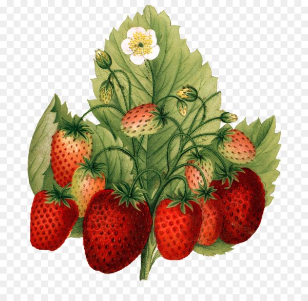 Земляника для дошкольников