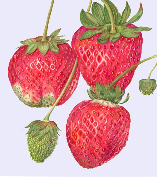 Клубника арт