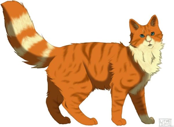 Коты Воители рыжий кот кот
