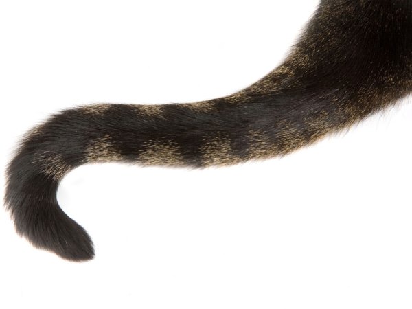 Кошачий хвост