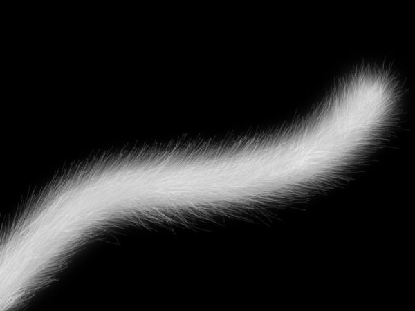 Белый пушистый хвост