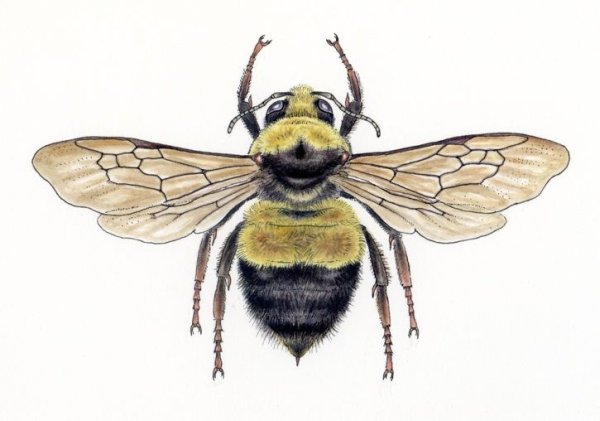 Реалистичная пчела