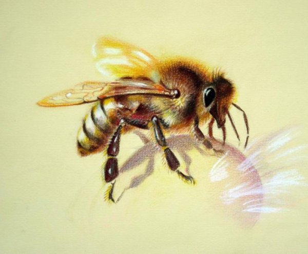 Пчела арт