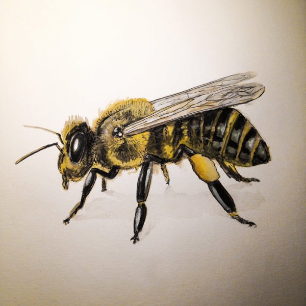 Медоносная пчела