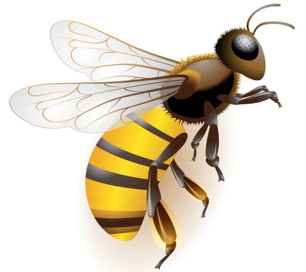 Осы живопись