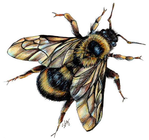 Пчела скетчинг