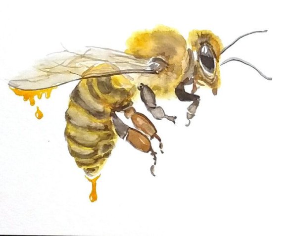Пчела цветными карандашами