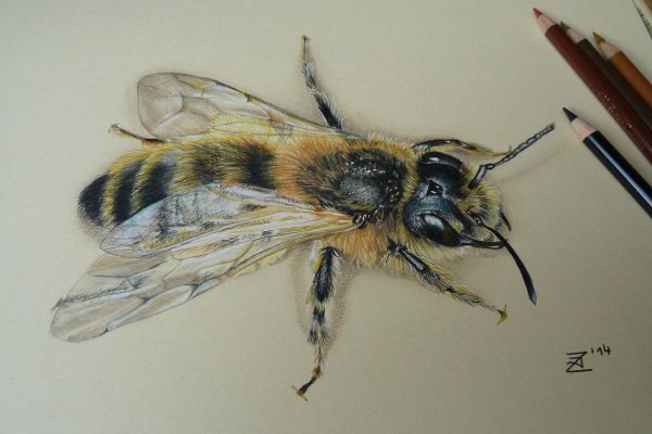 Шмель акварелью