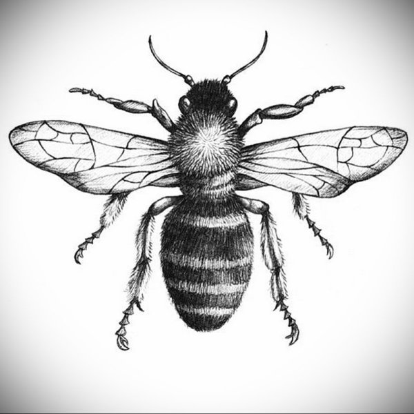 Пчела рисунок реалистичный карандашный
