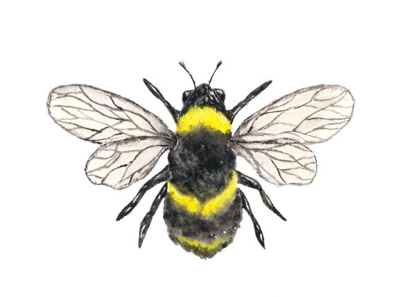 Пчела эскиз цветной