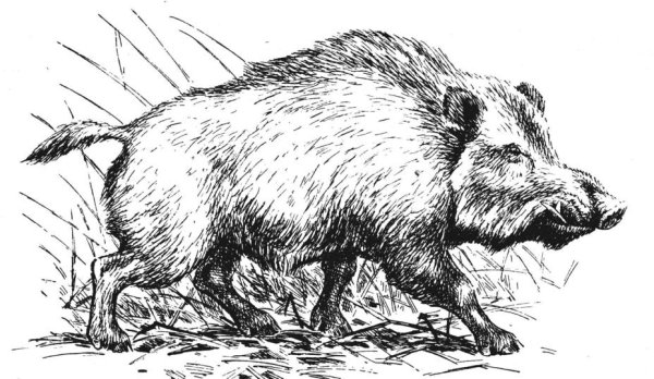 Кабан набросок