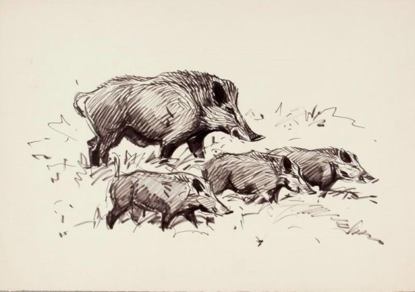 Дикий кабан карандашом