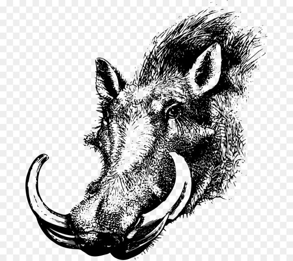 Кабан раскраска