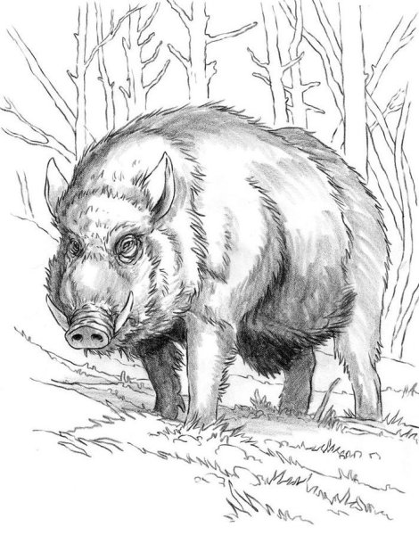 Кабан иллюстрация