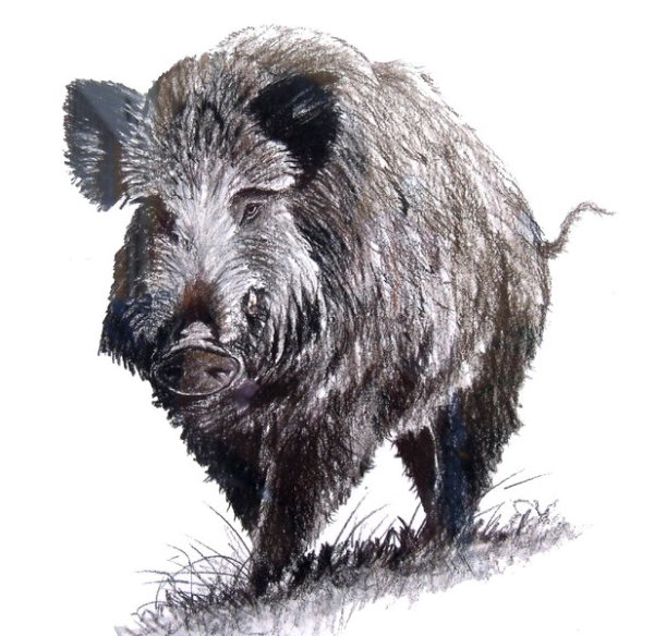 Кабан рисунок