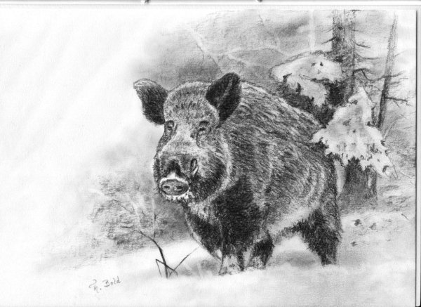 Кабан рисунок