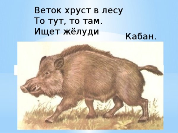 Кабан рисунок