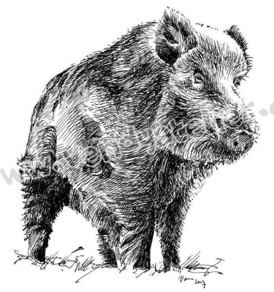 Sus scrofa рисунок