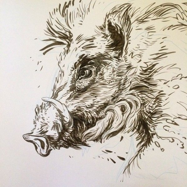 Дикий кабан